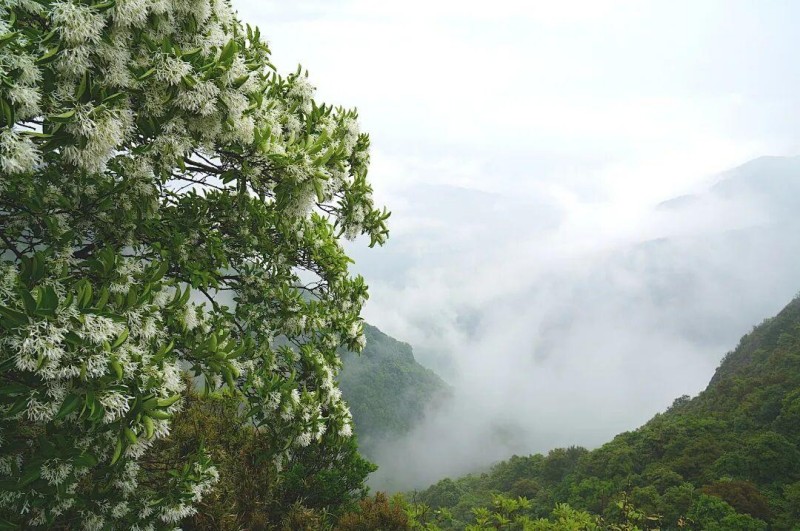 柱里的流苏多数依傍在山崖之上，自带仙气。尤其是雨后，能观赏到云烟与白流苏共舞的景象。