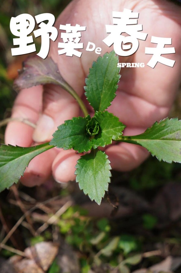 山岭的绿，不仅展现花和叶，还洒落在田埂上。那刚冒头的荠菜、马兰头身上，它们变成餐桌上的春菜，每一口都裹着鼓岭春天，最本真的清鲜与治愈。
