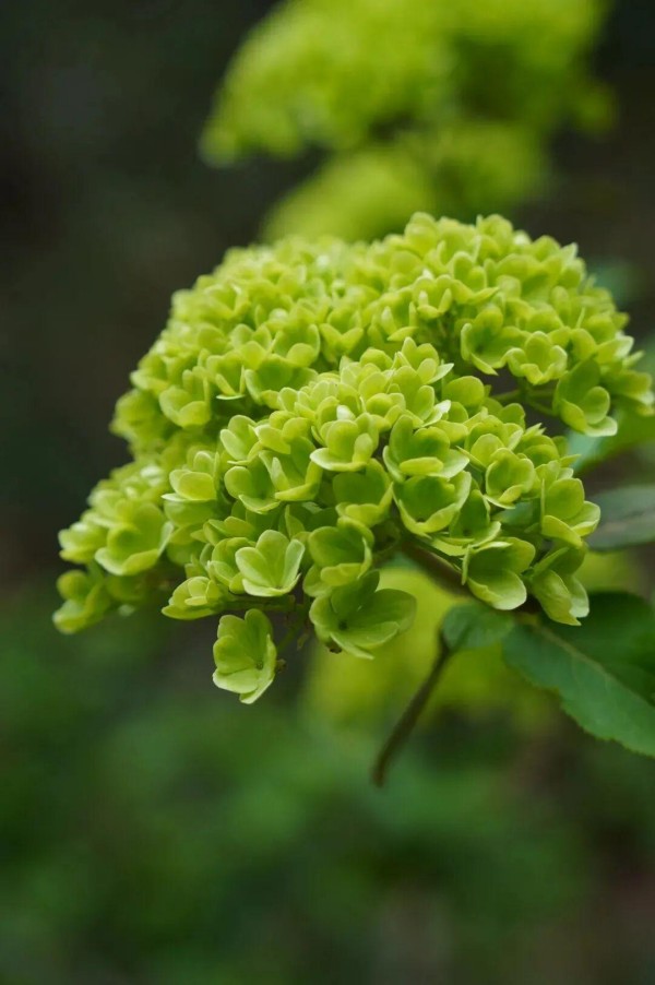木绣球初开时，簇拥成一团的青绿花朵，像一个“抹茶冰淇淋”，浮在绿叶之上，盛放后渐变为一个个大雪球挂在枝头。