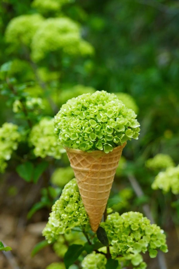 初花期抹茶绿。