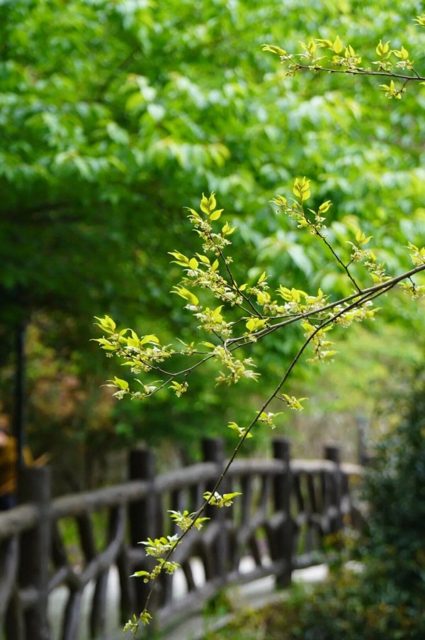 鼓岭的春天，正是从这一抹破土而出的新绿开始的。是草地上层层叠叠的翠色，公园里道路旁那草木抽芽的嫩枝，滤过阳光的层层新叶。