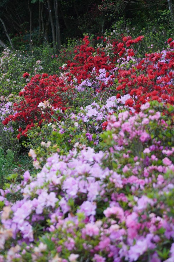 四月，柱里杜鹃花也探出花苞，粉、红、紫相间，如同精灵般点缀在山间，一丛连着一丛，形成了蔚为壮观的杜鹃长廊，四月中旬将迎来盛花期。