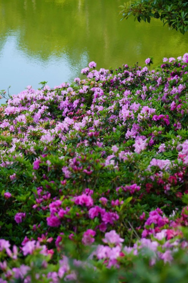 四月，柱里杜鹃花也探出花苞，粉、红、紫相间，如同精灵般点缀在山间，一丛连着一丛，形成了蔚为壮观的杜鹃长廊，四月中旬将迎来盛花期。