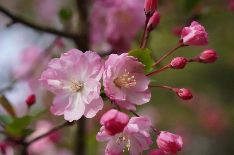 一簇簇花朵缀在枝头，花色如胭脂般粉嫩，还带着几分粉白。如串串小铃铛，随风轻摇，娇柔妩媚，惹人怜爱，温柔得让人移不开眼。