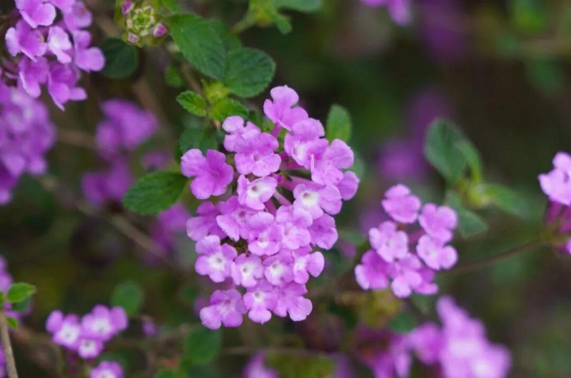 蔓马缨丹的花语是“家庭和睦”，它们朵朵簇拥聚集在一起的样子，美丽而低调，热情又绚烂，真的就是和谐友爱一家亲。