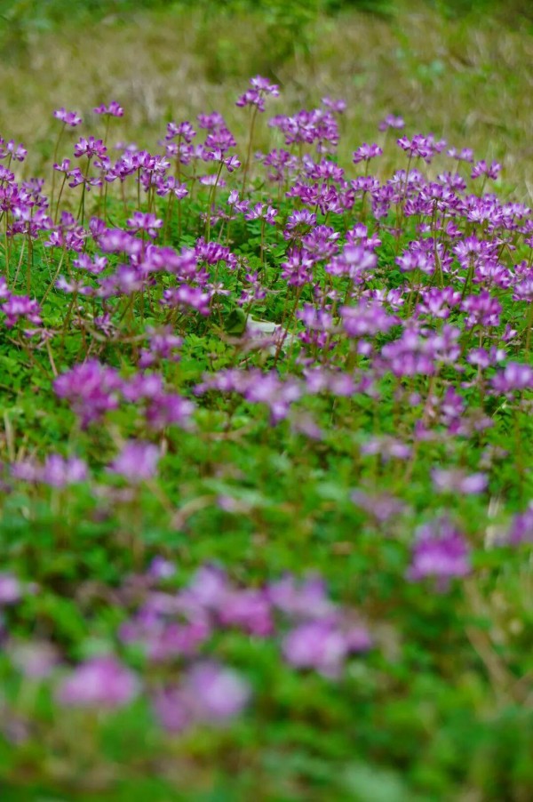 水汽滢滢氤过紫云英花地，水粉画似的涂抹在一块水溶溶的绿毯之上，让人忍不住要蹲下与它平视一番。
