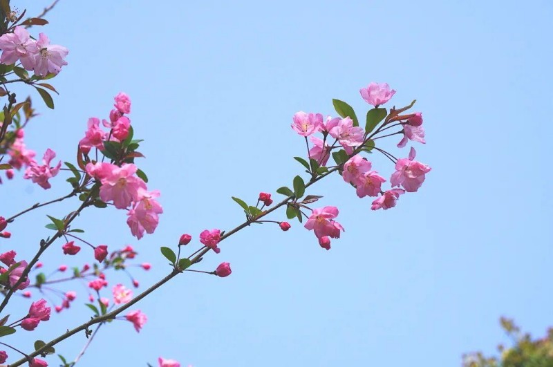 四月的鼓岭，仿佛落入了一个醉人的“花花世界”，柱里湖畔如云似霞的垂丝海棠，摇曳着最娇艳的春光。