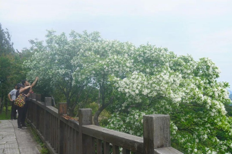 2025年流苏盛放期图。