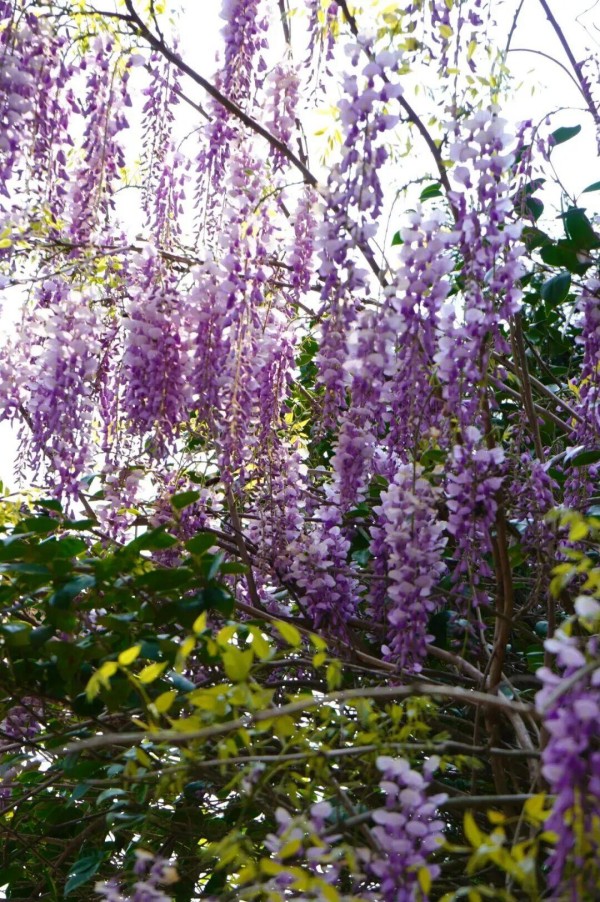 柱里停车场入口处，转角惊喜遇见一抹紫色。一串串淡紫色紫藤花穗，垂挂于枝蔓间，如紫色瀑布般倾斜而下。