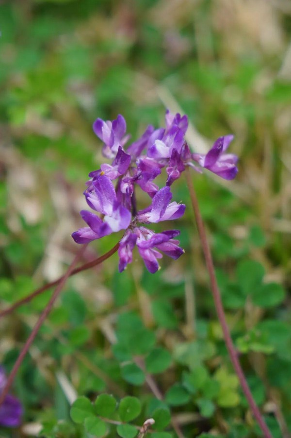 水汽滢滢氤过紫云英花地，水粉画似的涂抹在一块水溶溶的绿毯之上，让人忍不住要蹲下与它平视一番。
