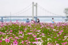 3300㎡粉色花海！福州烏龍江公園波斯菊盛放