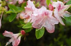 開了！福州鼓嶺柱里杜鵑谷開了成片杜鵑花海！