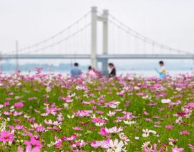 3300㎡粉色花海！福州乌龙江公园波斯菊盛放