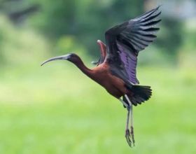 咔嚓！福建“珍稀天团”向你投送了一组“怼脸”自拍