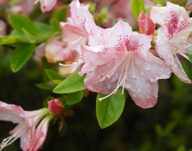 开了！福州鼓岭柱里杜鹃谷开了成片杜鹃花海！
