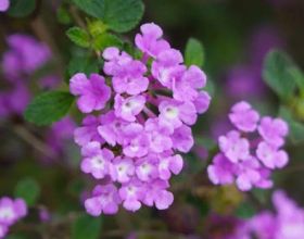 用Color Walk的方式，打开鼓岭的春天