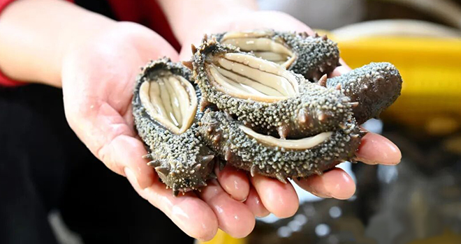 紧实Q弹，霞美这道“海洋珍品”上市了！