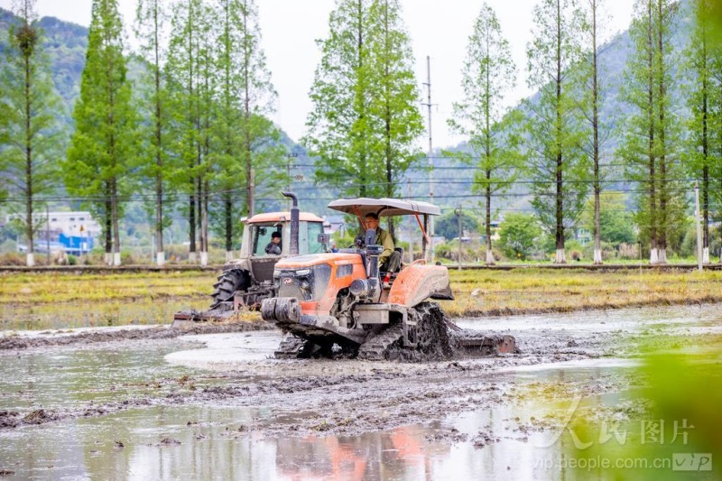 4月8日,松溪县茶平乡田野上机声隆隆,拖拉机正来回穿梭翻整土地。