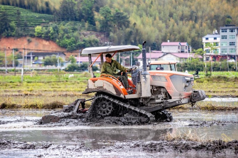 4月8日,松溪县茶平乡田野上机声隆隆,拖拉机正来回穿梭翻整土地。