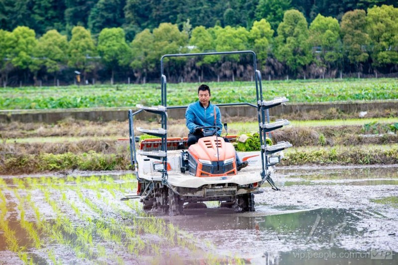 4月8日,松溪县河东乡村民正操作插秧机栽插秧苗。