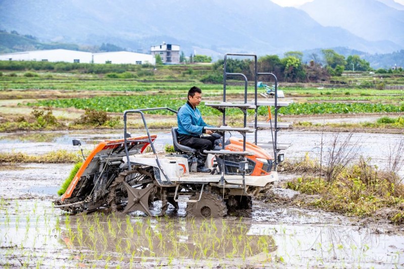 4月8日,松溪县河东乡村民正操作插秧机栽插秧苗。