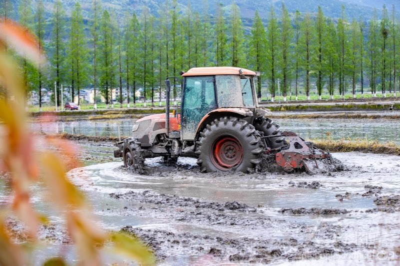 4月8日,松溪县茶平乡田野上机声隆隆,拖拉机正来回穿梭翻整土地。
