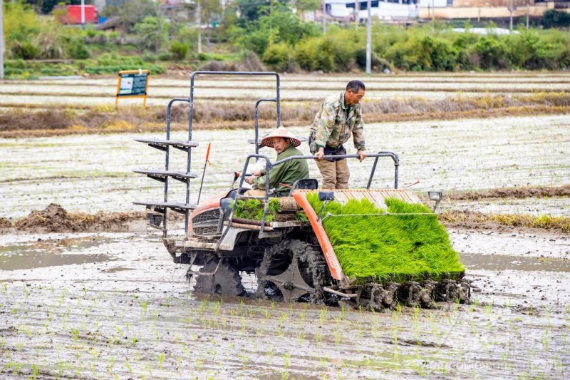 4月8日,松溪县茶平乡村民正熟练操作插秧机栽插秧苗。