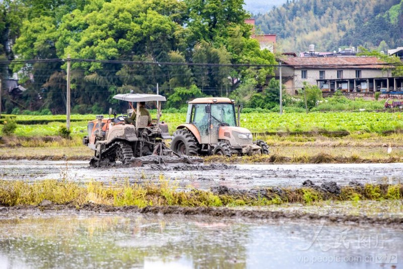 4月8日,松溪县茶平乡田野上机声隆隆,拖拉机正来回穿梭翻整土地。