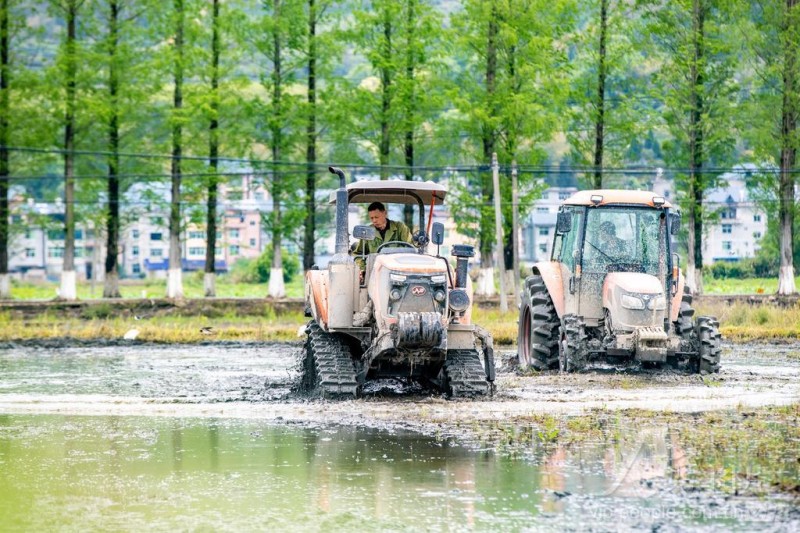 4月8日,松溪县茶平乡田野上机声隆隆,拖拉机正来回穿梭翻整土地。