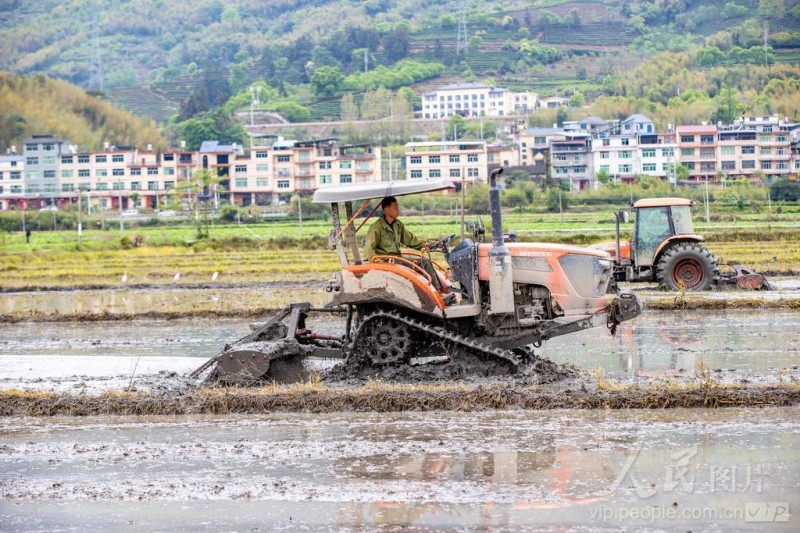 4月8日,松溪县茶平乡田野上机声隆隆,拖拉机正来回穿梭翻整土地。