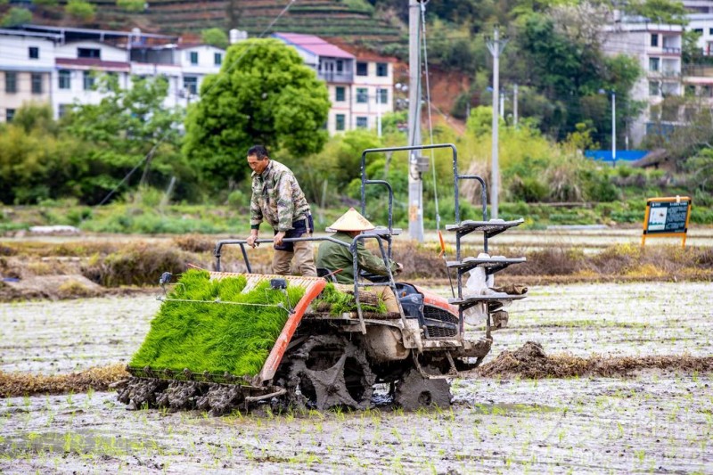 4月8日,松溪县茶平乡村民正熟练操作插秧机栽插秧苗。