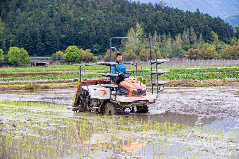 4月8日,松溪县河东乡村民正操作插秧机栽插秧苗。