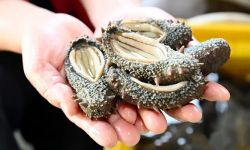 紧实Q弹，霞美这道“海洋珍品”上市了！