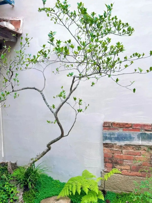 本周五(4月10日)晚,湄洲日报主播将走进兴化府历史文化街区,正式开启《我在古街学手艺》第一期直播,带你解锁传统与潮流碰撞的乐趣。