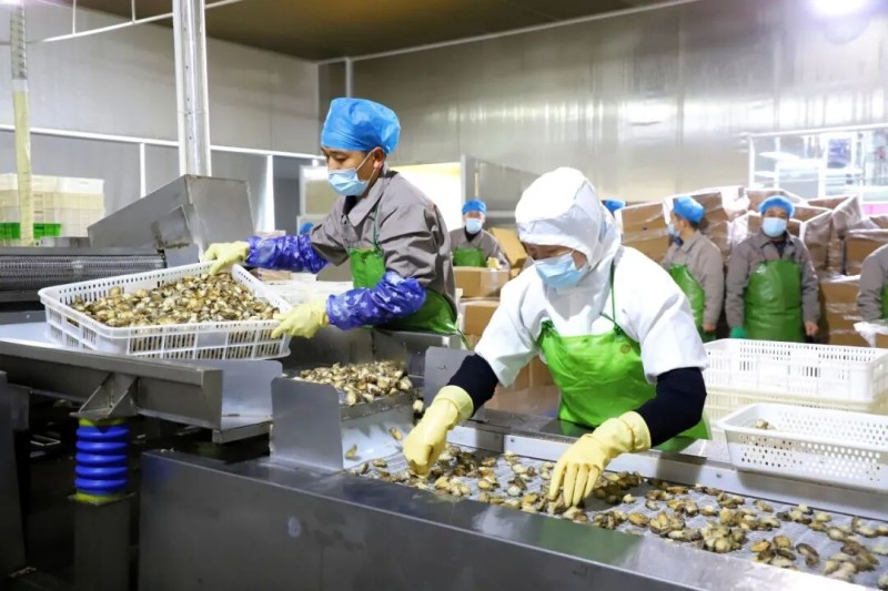 工人们正将一筐筐鲜活鲍鱼倾入清洗机。连江县融媒体中心供图