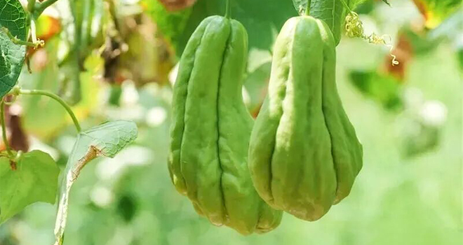 闽侯的甜，藏在烟火里，漫过闽江，甜透岁月