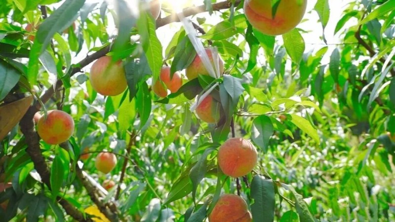 ▲色泽红润、个头饱满的水蜜桃挂满枝头•张锋/摄