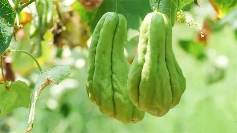 ▲梧溪村佛手瓜•吴林/摄