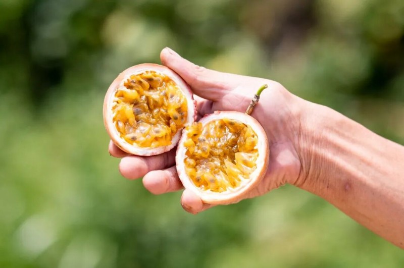 ▲大湖东墘村百香果•大湖乡供图