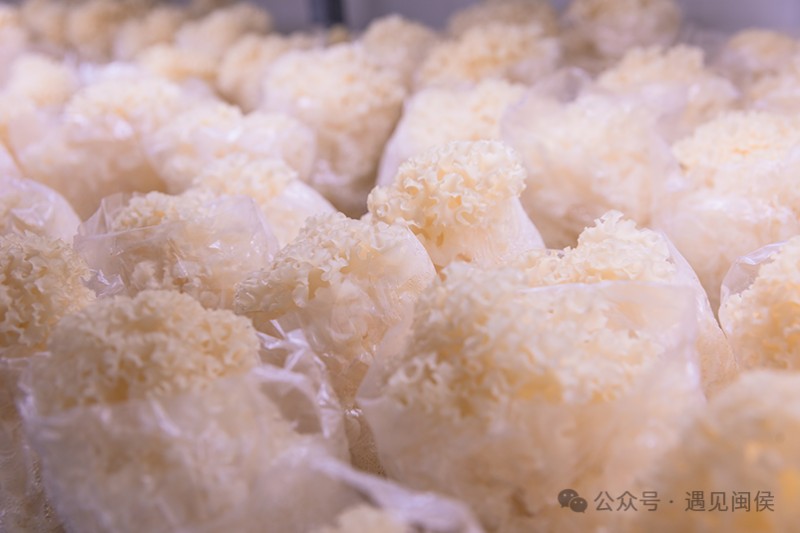 ▲鲜美的绣球菌•林奥/摄