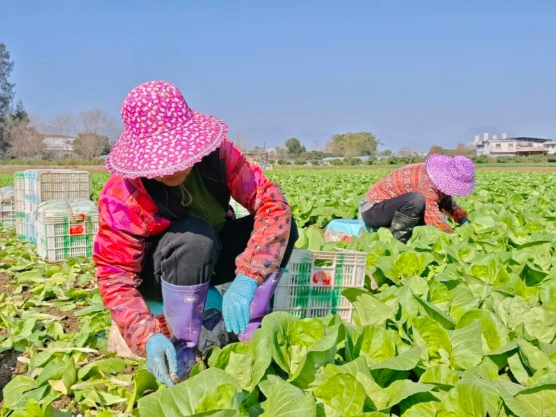 ▲农户采摘忙•林鑫/摄