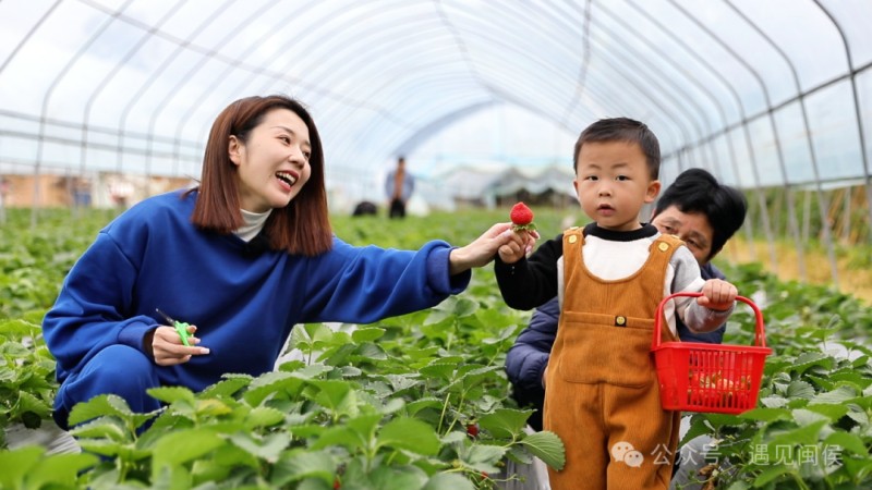 ▲萌娃乐享草莓采摘的乐趣•吴梓航/摄