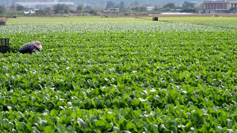 ▲绿油油的新鲜蔬菜•程强/摄