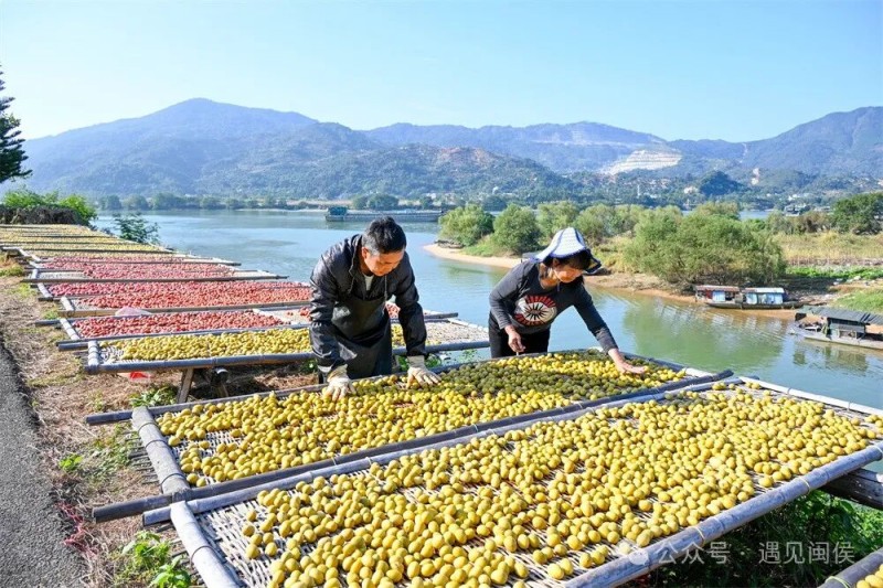 ▲农户在白沙江畔翻晒腌制后的橄榄•吴婧/摄