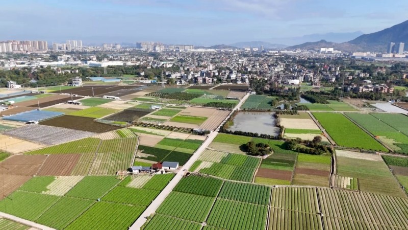 ▲南通镇瓜山泮洋片蔬菜种植基地•程强/摄