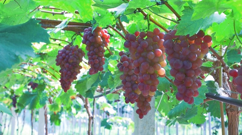 ▲一串串饱满的紫葡萄•吴林/摄