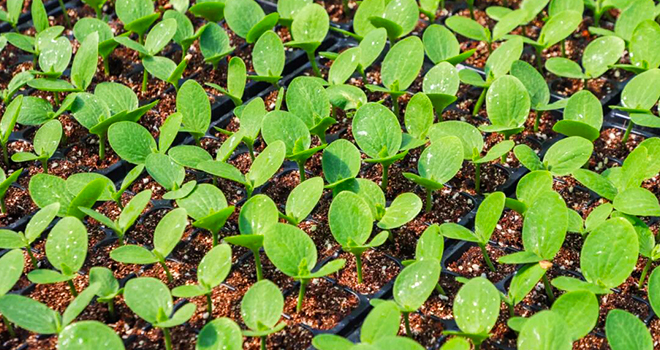 一株种苗，两代接力！连江“育苗掌门人”让良种遍地生花