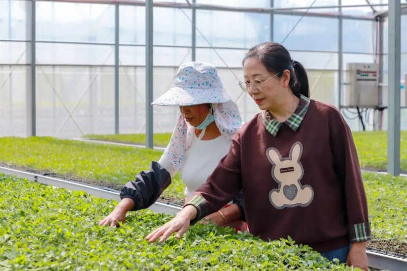 负责人郑秀玉正俯身细心察看苗情。连江县融媒体中心供图