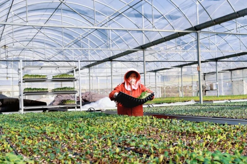 智能温室大棚内各类果蔬种苗青翠茁壮、长势喜人。连江县融媒体中心供图