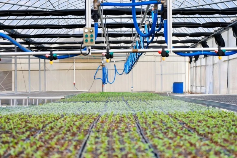 智能温室大棚内各类果蔬种苗青翠茁壮、长势喜人。连江县融媒体中心供图